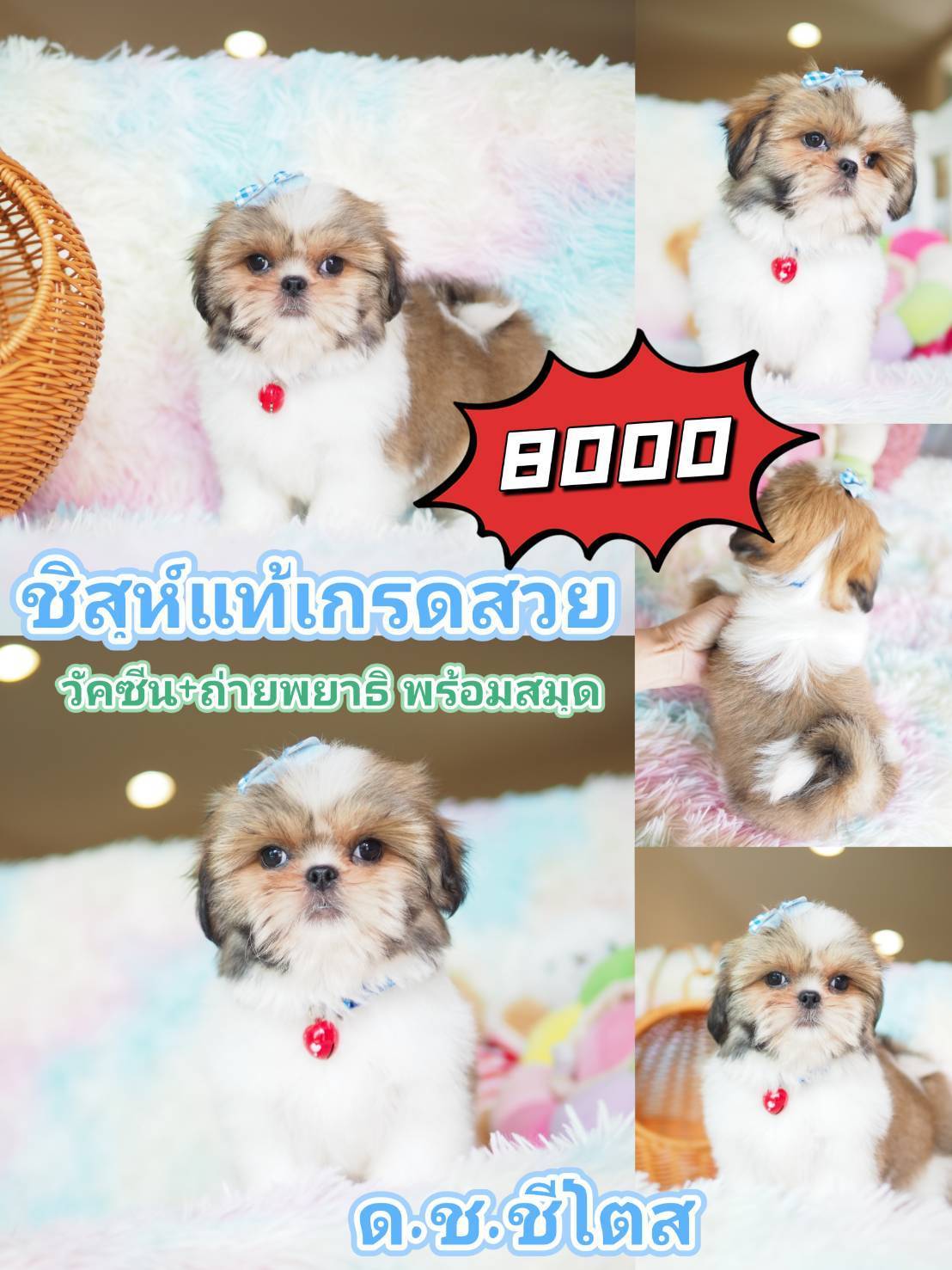 กิ๊ฟซ่า พร้อมวัคซีน