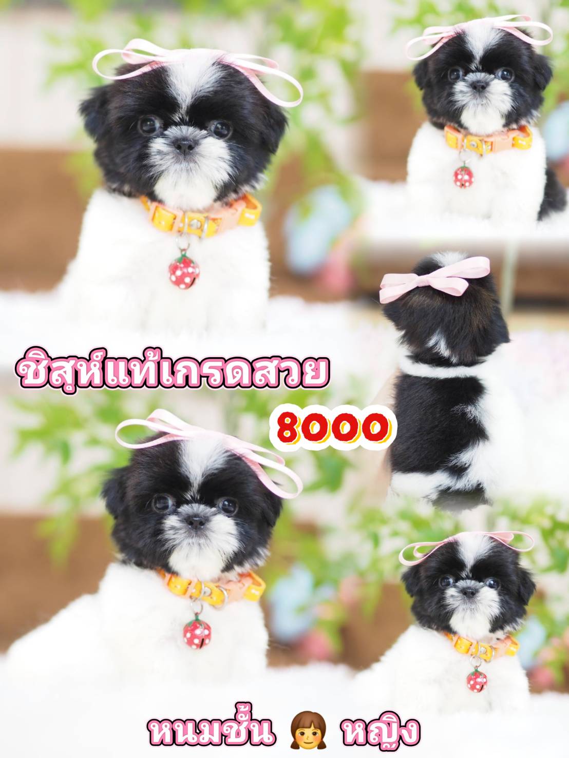 Shihtzu