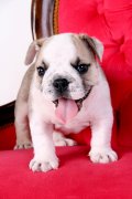 ขายลูกสุนัข BullDog เพศผู้***ปิดการขายแล้วค่ะ