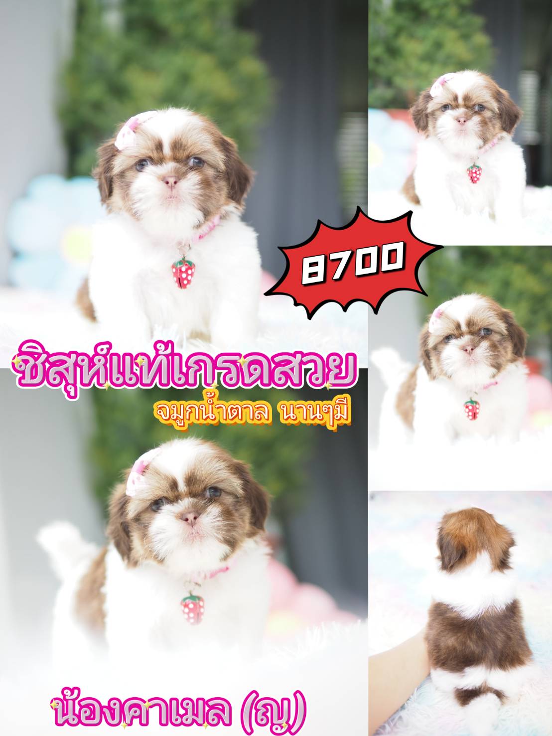 กิ๊ฟซ่า ชิสุห์ ส่วนลด รออยู่คะ