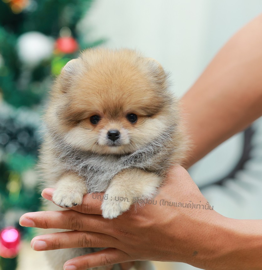 ปอมแท้ ปอมหน้าหมี HRF-10985 เพศหญิง สีส้ม ตัวจิ๋วตัวเล็ก แก้มอ้วน น่าฟัดมาก ๆ ตอ...