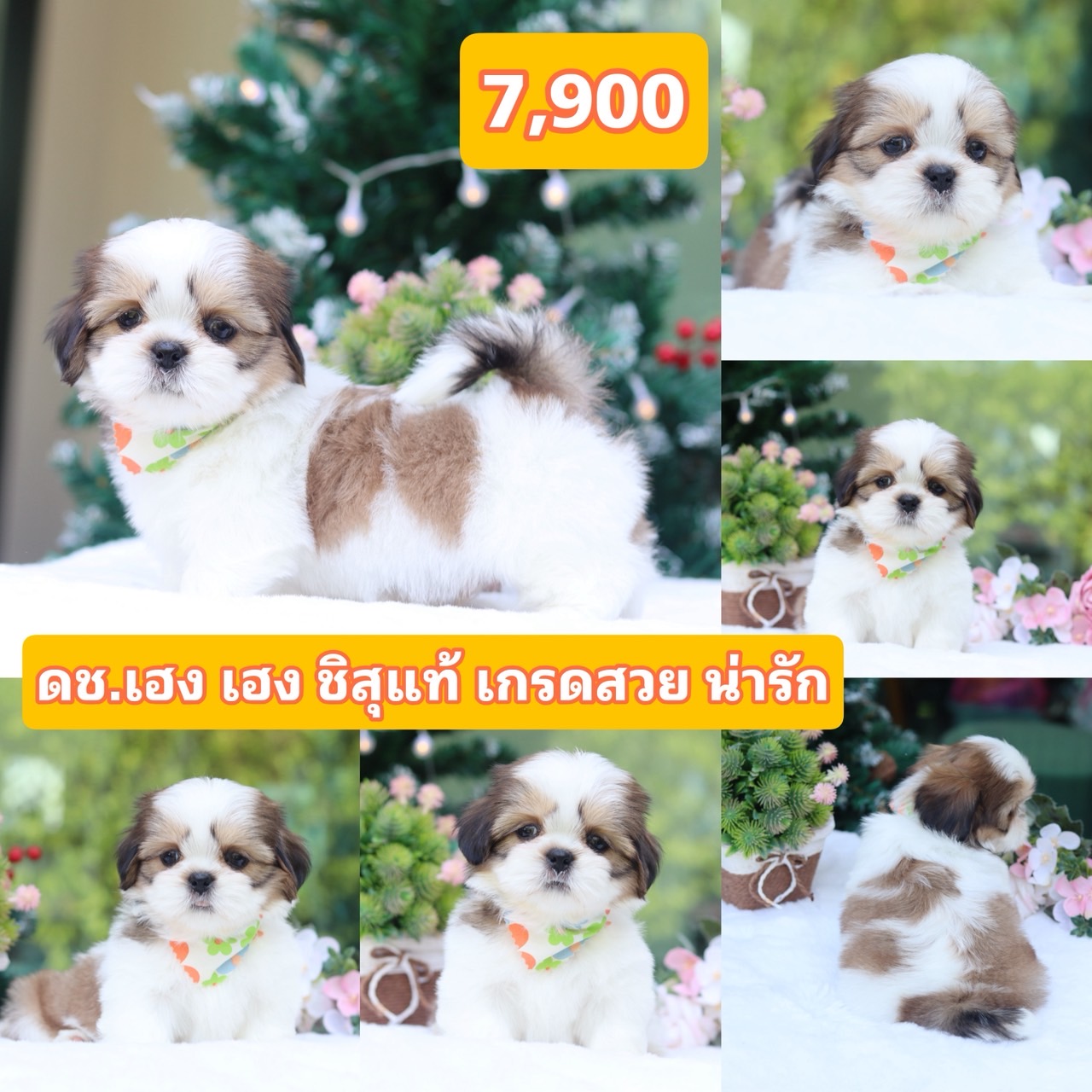 ชิสุแท้เกรดสวย