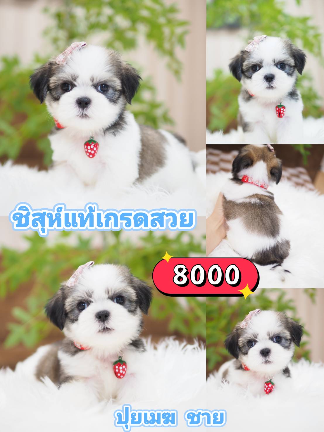 ชิสุห์เกรดสวย