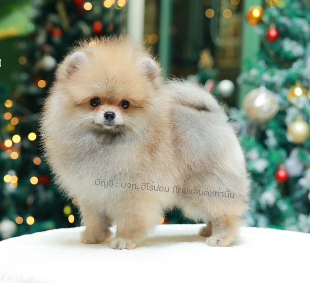 ปอมแท้ ปอมหน้าหมี HRM-10468 เพศชาย สีส้ม ตัวจิ๋วตัวเล็ก แก้มอ้วน น่าฟัดมาก ๆ ตอน...