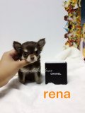 ขาย น้อง rena ชิวาวา เพศเมีย ขนยาวไซค์ทีคัพ มีใบเพ็ตดีกรีเต็มใบนะคะ 