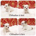 [Chihuahua Is here] T-cup ขนยาว สีขาวเพศเมีย น่ารักมาก (SOLD)