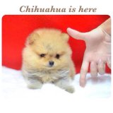 [Chihuahua Is Here] น้องปอม หน้าหมี Size T-cup (SOLD)