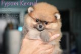 FYPOM KENNEL ขายน้อง Pearl เพศเมีย สีส้ม ขนแน่น โครงสร้างดี มีใบเพ็ดดิกรี