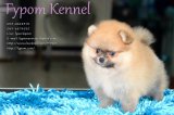 FYPOM KENNEL ขายน้อง Pearl เพศเมีย สีส้ม ขนแน่น โครงสร้างดี มีใบเพ็ดดิกรี