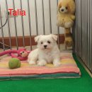น้อง Talia ลูกสุนัข มอลทีส (maltese) เพศเมีย เกรดโชว์ ใบเพ็ดแท้เต็มใบ พร้อมย้ายบ...