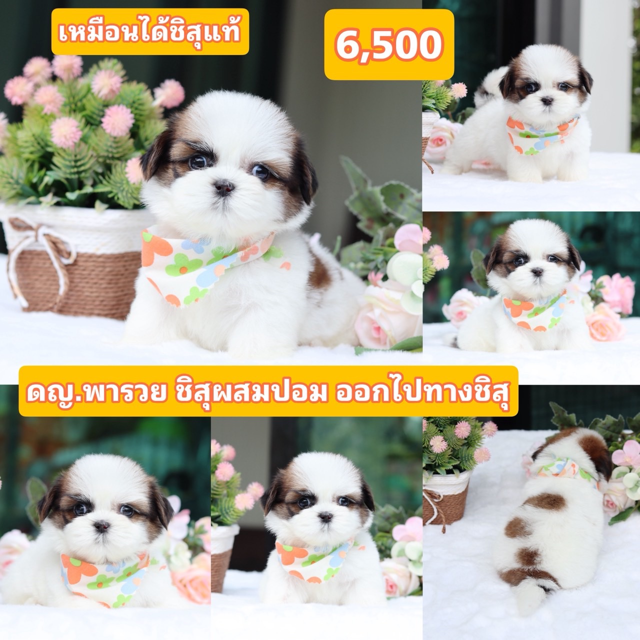 ชิสุผสมปอม