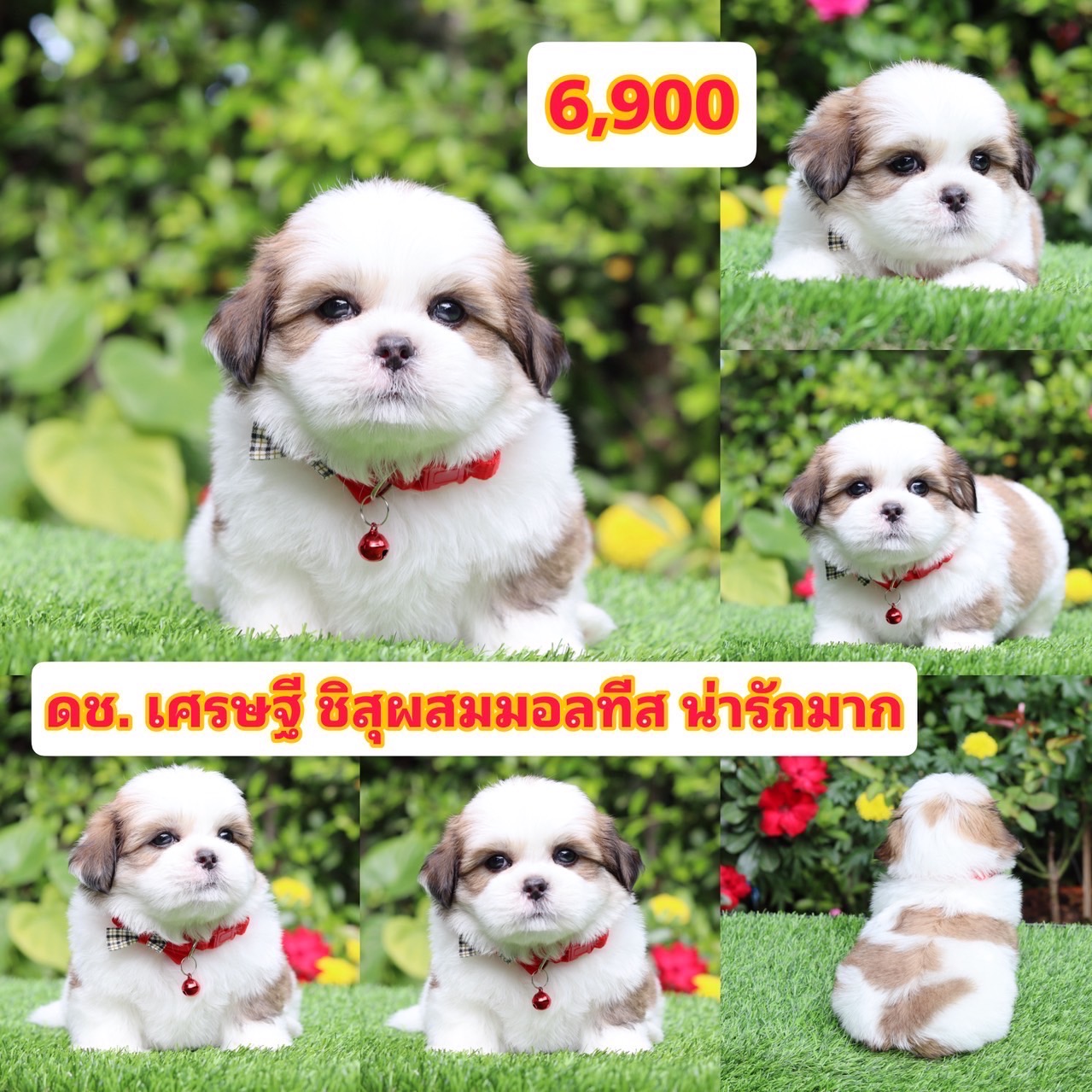 ชิสุผสมมอลทีส