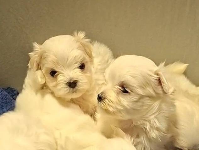 Maltese สายเลือดแชมป์