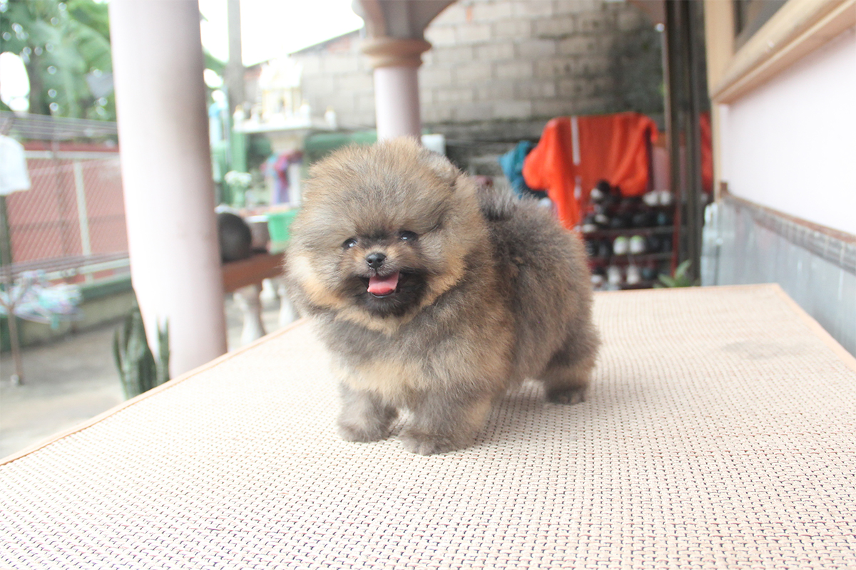 ปอมหน้าหมี ตัวจิ๋ว เพศผู้