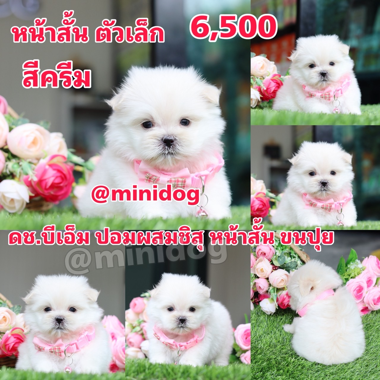 ชิสุผสมปอม