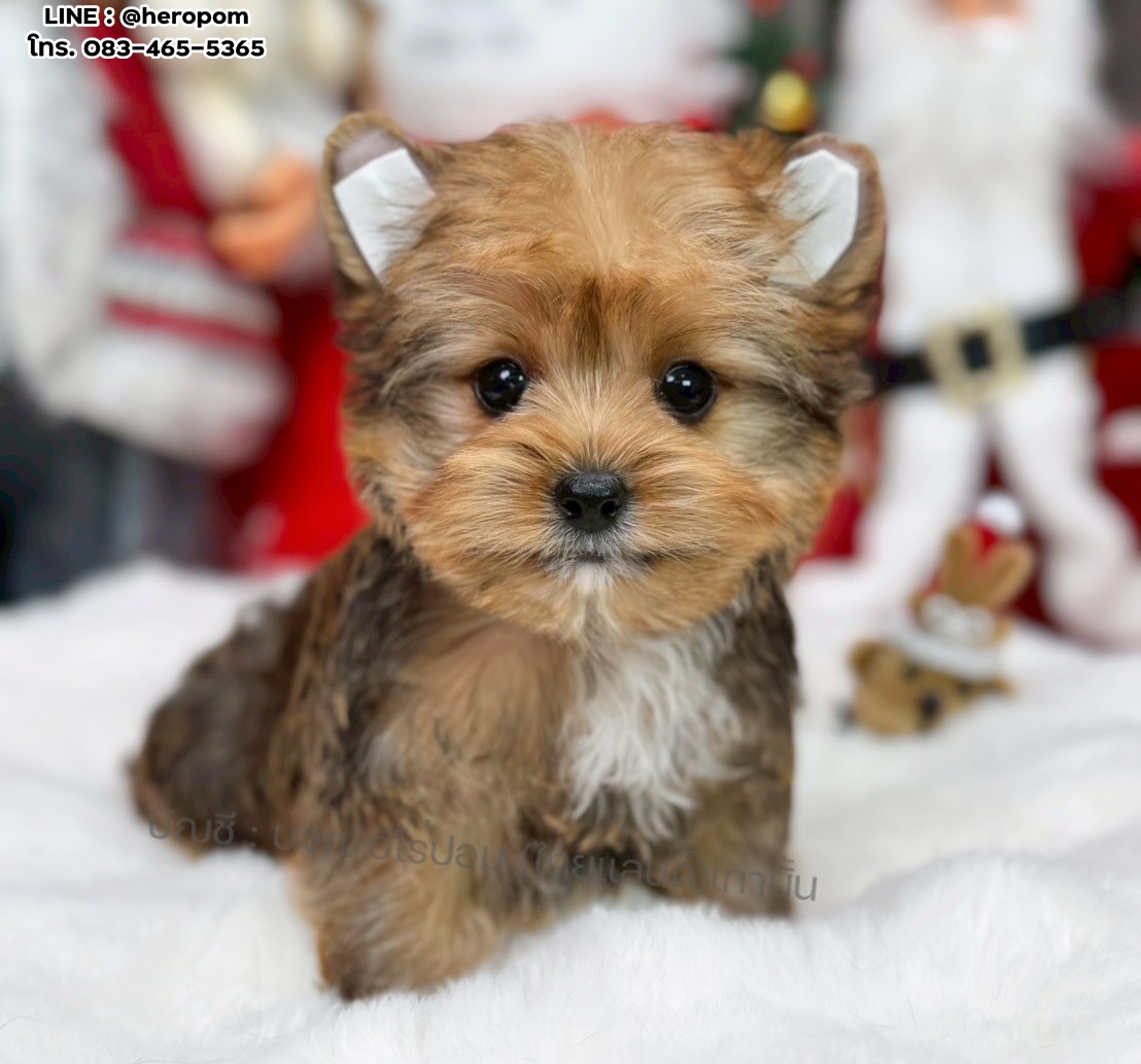 ยอร์คเชียร์ เทอร์เรีย HYM-10524 เพศชาย สีบราว ขนแน่น สายเลือดดี เกรดคุณภาพ หน้าห...