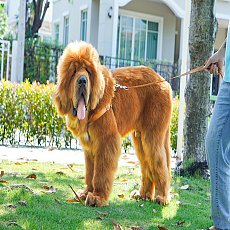 Tibetan Mastiff ลูกสุนัข ทิเบตัน มาสทิฟฟ์ เพศผู้ พร้อมย้ายบ้าน รับบัตรเครดิต