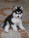 น้องมะหมาAlaskan Malamute หนุ่มน้อยวัย3เดือน