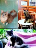 @@@7วันสุดท้ายกับอีก 3 ตัวสุดท้าย ราคาสุดพิเศษเพื่อคนรักMaine Coon@@@