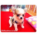 [Chihuahua Is Here]น้องกาโม่ T-cup สีขาวครีม มาร์คหน้ากาก(SOLD)