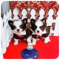 [Chihuahua Is Here]คู่แฝดแพนด้า หัวโต หน้าหักสั้น เพศผู้-เมีย