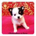 [Chihuahua Is Here]T-cup ตาโมเช่คิ้ว 1 ข้าง (SOLD)