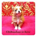 [Chihuahua Is Here] เพศเมีย สีขาว-น้ำตาลทอง (SOLD)