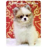 [chihuahuaishere_by_som] ปอมแฟนซี ขาว-เทา หน้าสั้น (น้องได้บ้านละค่ะ)