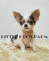 NEW CHIHUAHUA T-CUP  FOR SALE ชิวาวาขนยาว สีแฟนซีขาว-เทา 4เดือน หนักเพียง0.5kg....