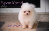 FYPOM KENNEL ขายน้อง Snowman เพศผู้ สีขาว ขนแน่นสองชั้น โครงสร้างดี มีใบเพ็ดดิกร...