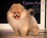 FYPOM KENNEL ขายน้อง MANO เพศผู้ สีส้ม ขนแน่น โครงสร้างดี มีใบเพ็ดดิกรี