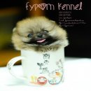 FYPOM KENNEL ขายน้อง Bavaria T-Cup  เพศเมีย สีส้ม ขนแน่น โครงสร้างดี มีใบเพ็ดดิก...