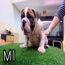 For sale !! ลูกสุนัขEnglish Bulldog สายเลือดสามสี เพศผู้ วัยน่ารักๆกำลังซน สุขภา...