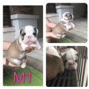 เปิดจองลูก Bulldog สายเลือดแชมป์ มีใบเพ็ดเต็มใบจากสมาคมพัฒนาพันธุ์สุนัขแห่งประเท...