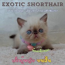 น้องเห็ดทอด สายพันธุ์ Exotic Shorthair ลูกแมวเอ็กโซติกช็อตแฮร์ สีหิมาลายัน ช็อคโ...