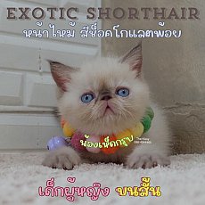 น้องเห็ดกรุบ สายพันธุ์ Exotic Shorthair ลูกแมวเอ็กโซติกช็อตแฮร์ สีหิมาลายัน ช็อค...
