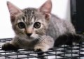 ((((( *** ขายแมว Scottish Fold ผสม Persian เพศผู้ ขนนุ่มๆ ราคาต่อรองได้จ้าา ***...