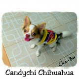 พ่อพันธุ์ชิวาวาขนยาว Cha-Bu รับผสม Chivas Kennel @ราชบุรี