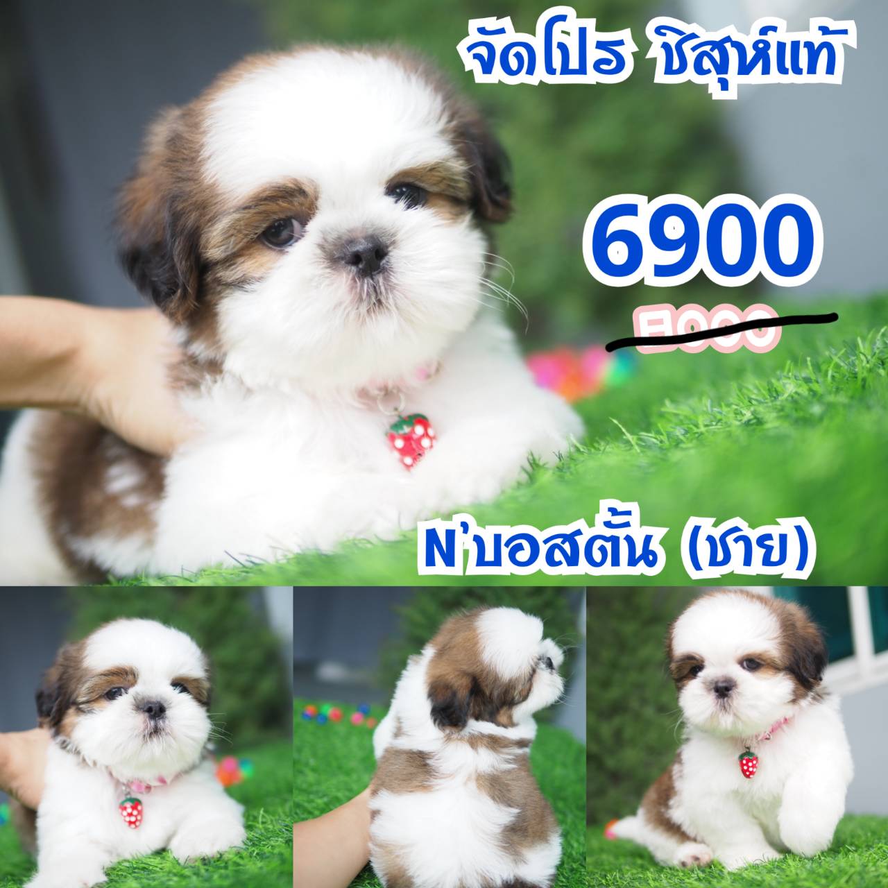 กิ๊ฟซ่า ชิสุ