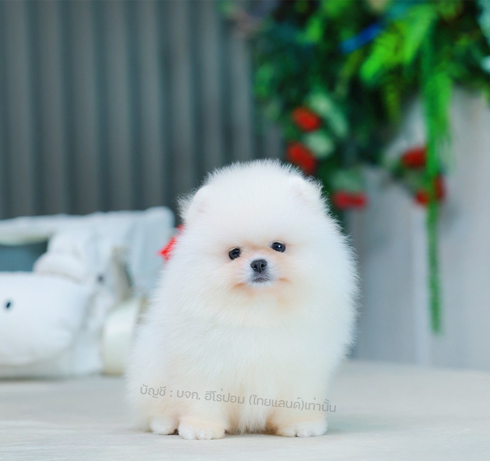 ปอมแท้ ปอมหน้าหมี HRM-10519 เพศชาย สีขาวครีม อายุ 2 เดือน ขนแน่น ขาใหญ่ กินเก่ง...