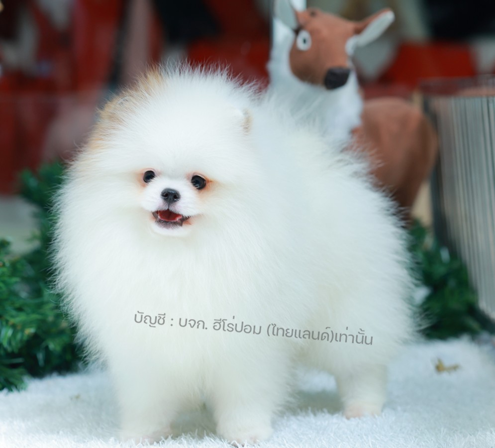 ปอมแท้ ปอมหน้าหมี HRF-10394 เพศหญิง สีขาวส้ม ตัวจิ๋วตัวเล็ก แก้มอ้วน น่าฟัดมาก ๆ...