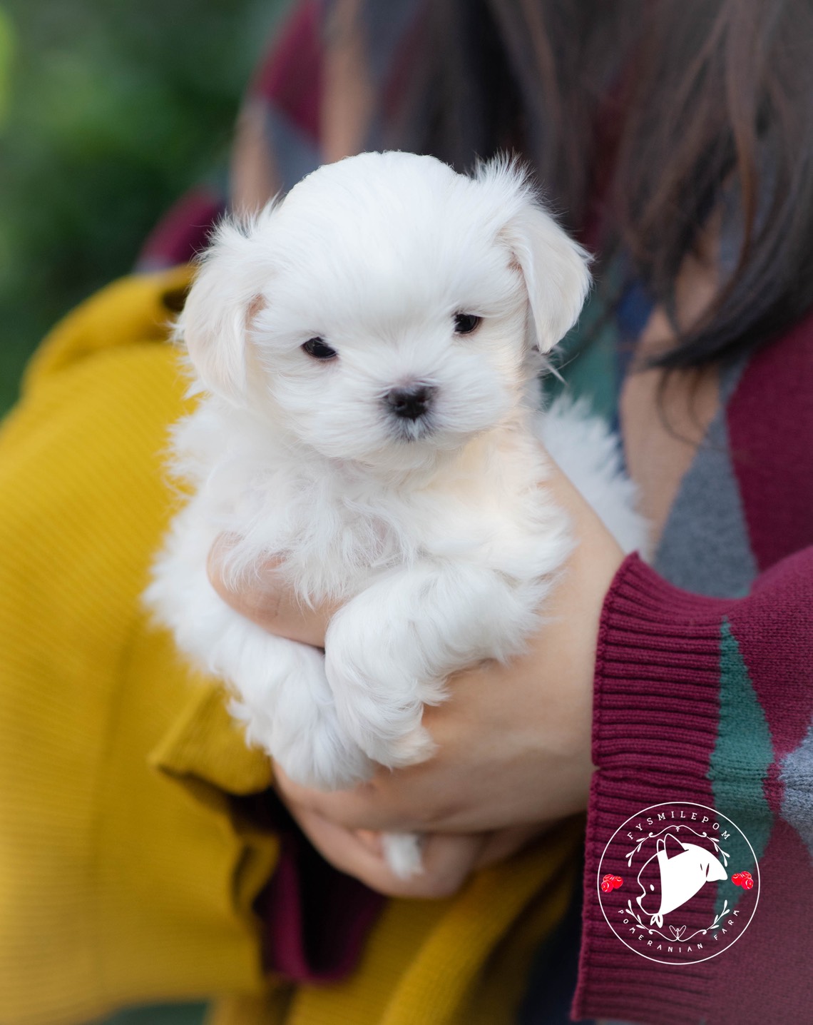 FYsmilepom น้องมอลทีส เพศเมีย หน้าตาน่ารัก พร้อมย้ายบ้านค่ะ 0830777178