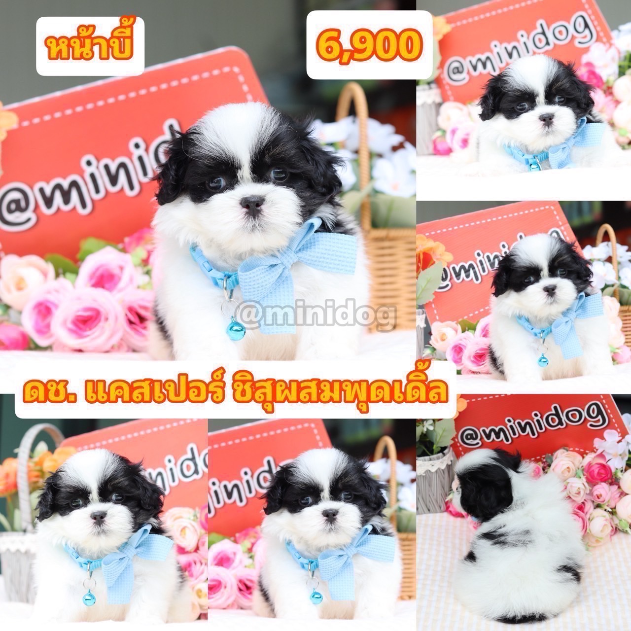 ชิสุผสมพุดเดิ้ล