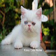 ลูกแมว Exotic sh ขนสั้น สีขาว ตาสองสี เพศชาย