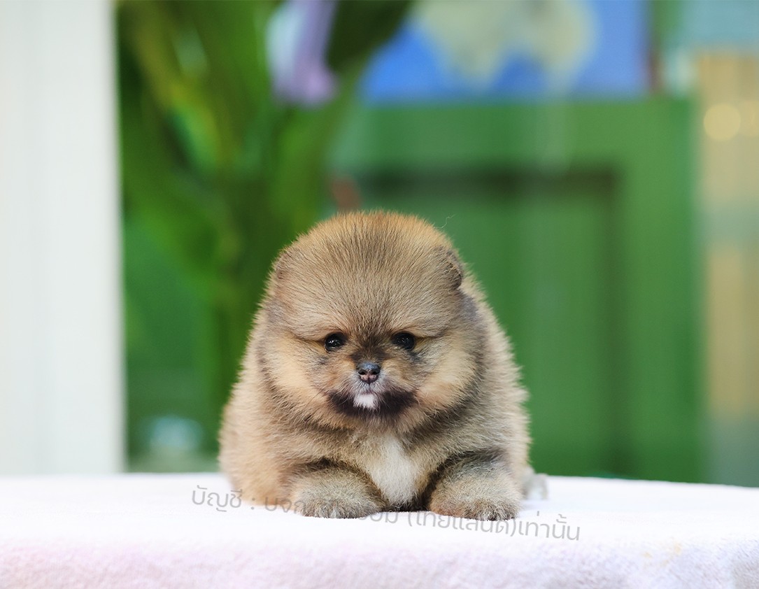 ปอมแท้ ปอมหน้าสั้น HRF-10847 เพศญิง สีส้ม น่ารักมาก ๆ ถ่ายรูปแล้วขึ้นกล้องสุด ๆ...