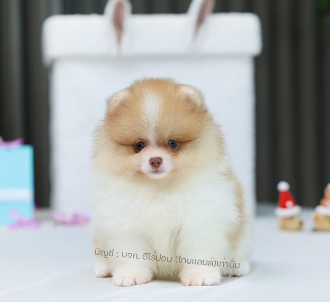 ปอมแท้ ปอมหน้าหมี HRM-10713 เพศชาย สีปาร์์ตี้ส้ม อายุ 2 เดือน ขนแน่น ขาใหญ่ กินเ...