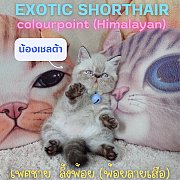 ลูกแมวเอ็กซ์โซติกขนสั้น สีหิมาลายัน ลิ้งพ้อย ตาสีฟ้า Exotic shorthair Himalayan...