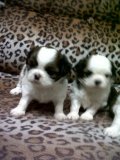  ขาย Shih Tzu ทีคัพ ไซต์เล็ก เพศเมีย 2 ตัว ราคาเบาๆ ต่อรองได้นะค่ะ  กทม.ค่ะ