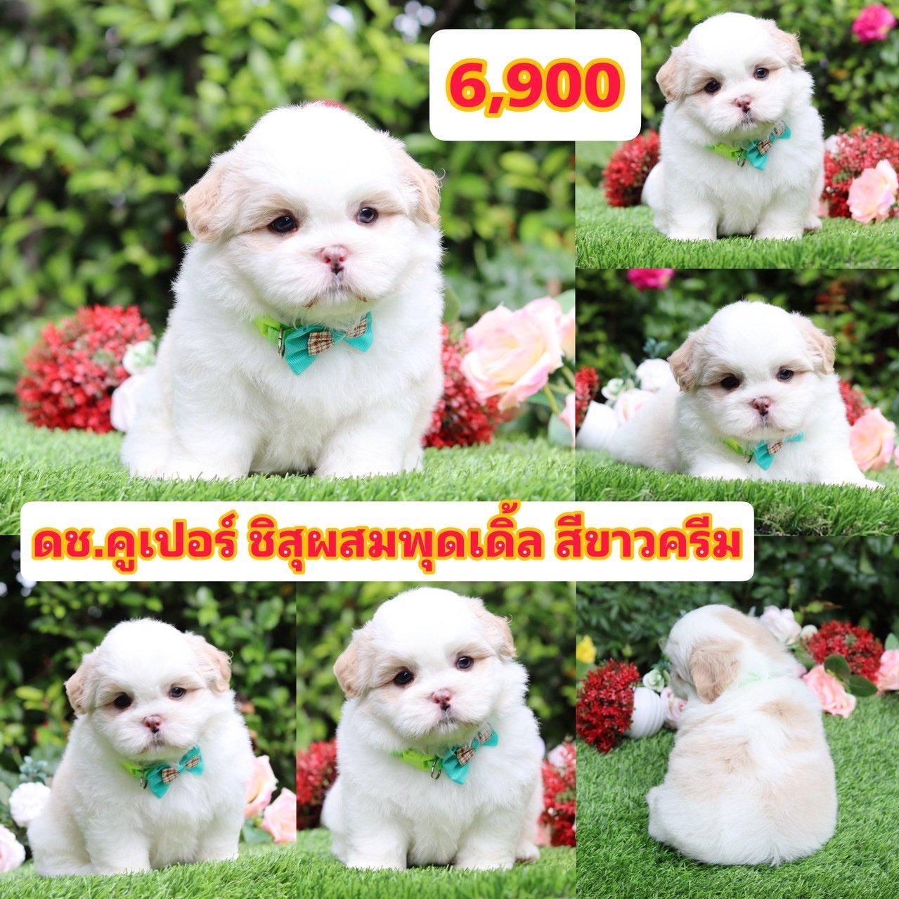 ชิสุผสมพุดเดิ้ล
