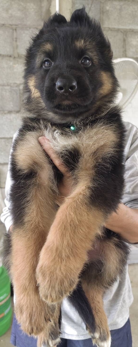 เยอรมันเชพเพริ์ดโครงสร้างใหญ่หาบ้านใหม่